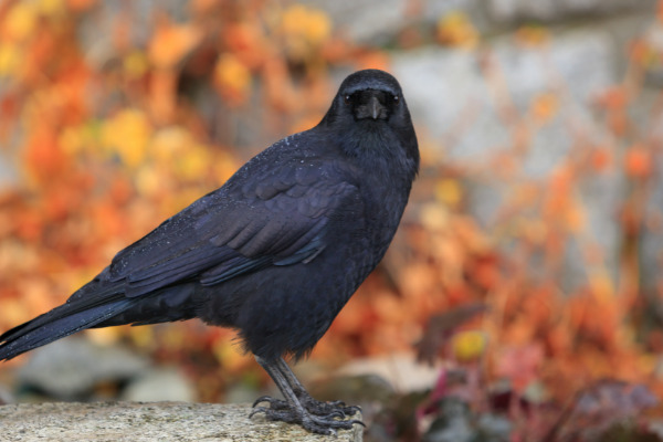 What Do Crows Mean In Japan