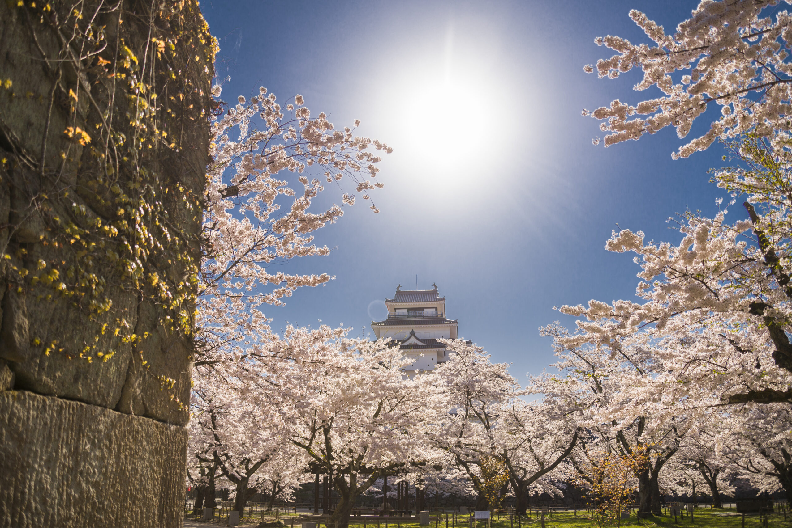 Tsurugajo Castle (Spring)